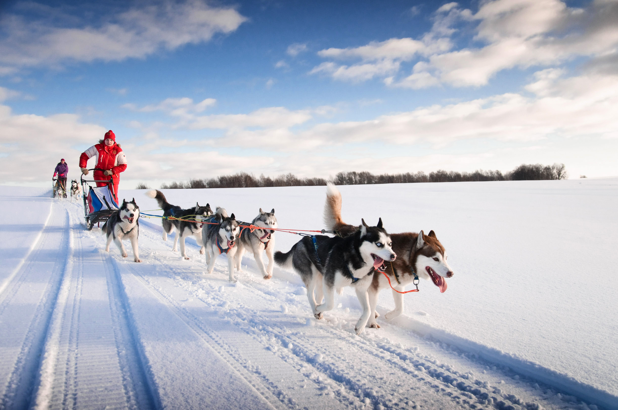 Hundekjøring på vidda