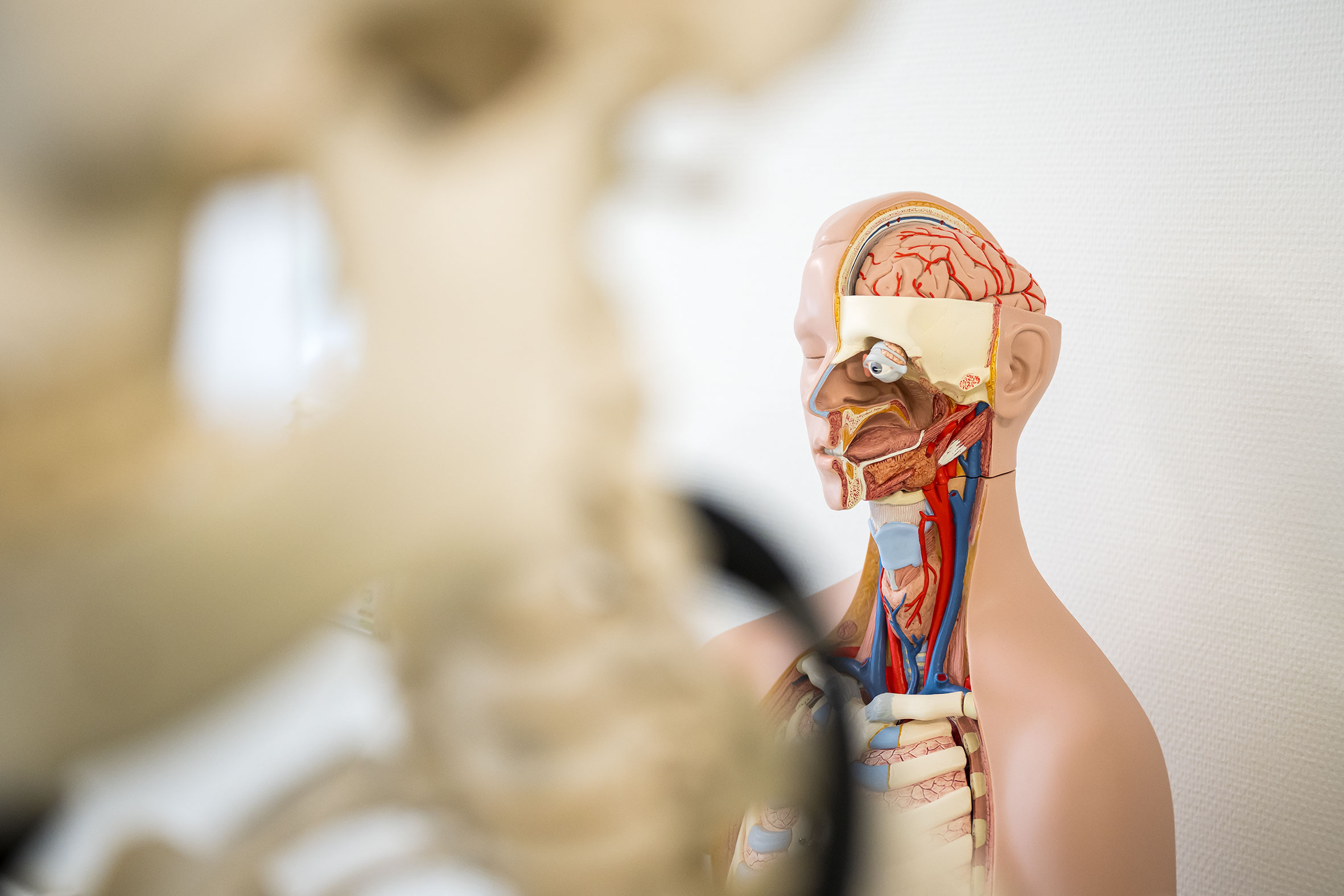 Øvingsdukke i anatomi med halve hodet og brystet eksponert slik at man kan se hjerne og indre organer.