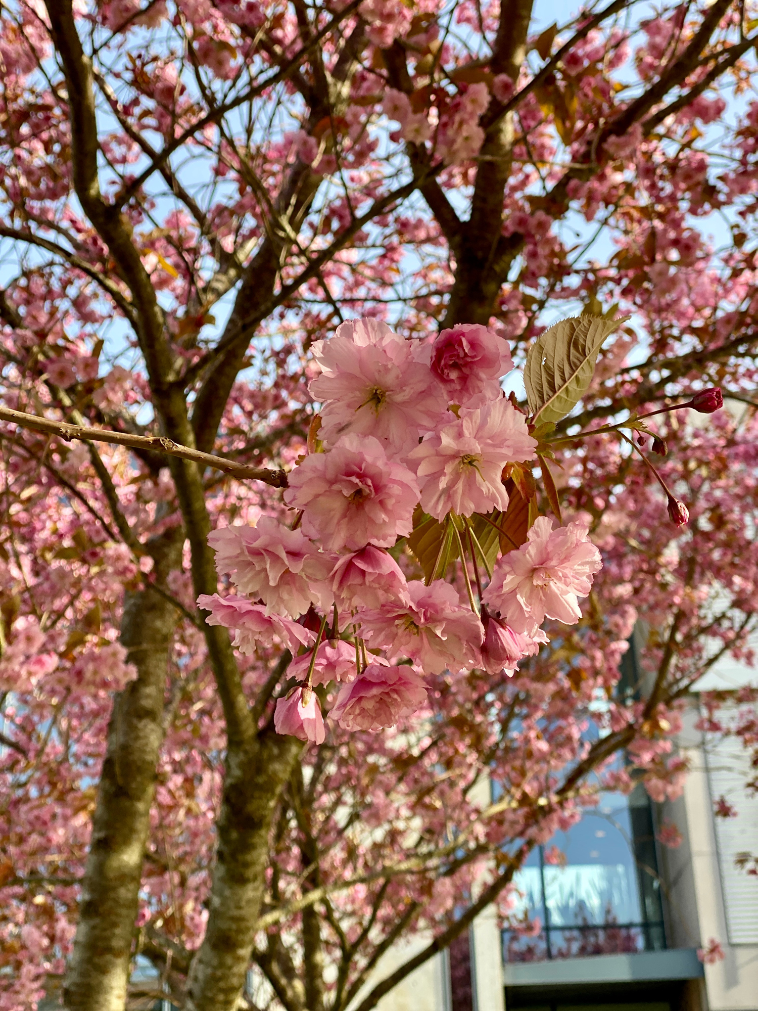 Kirsebærtre i blomstring på campus Ullandhaug