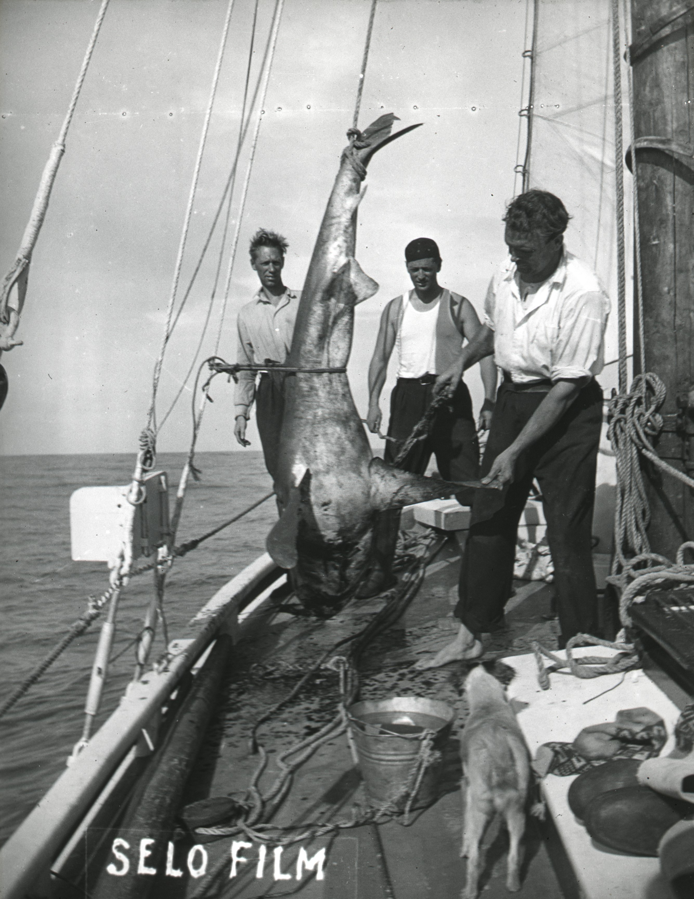 Mannskap og hund står rundt en stor fisk på et seilbåtdekk