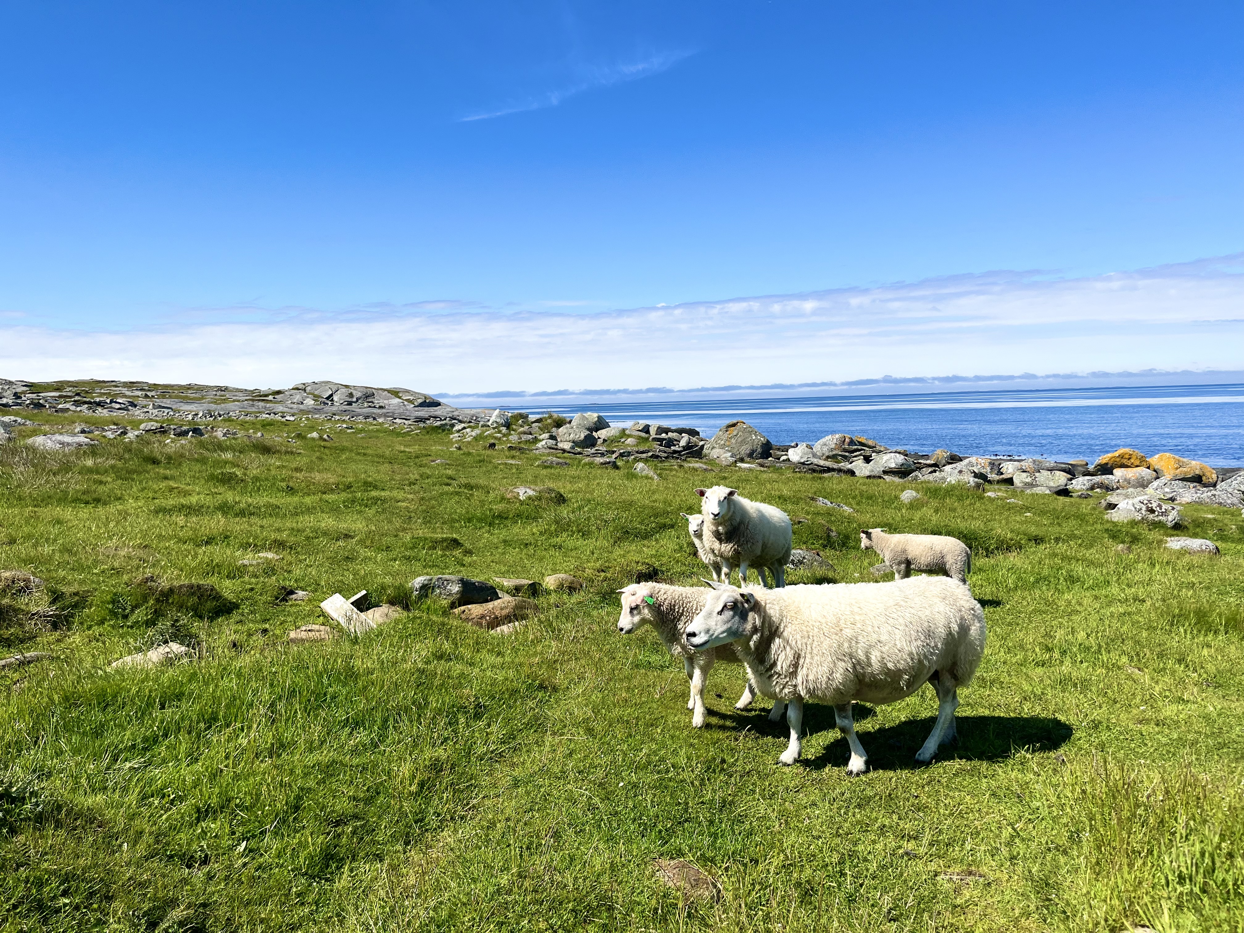 sauer på grønn beitemark, hav i bakgrunnen, blå himmel