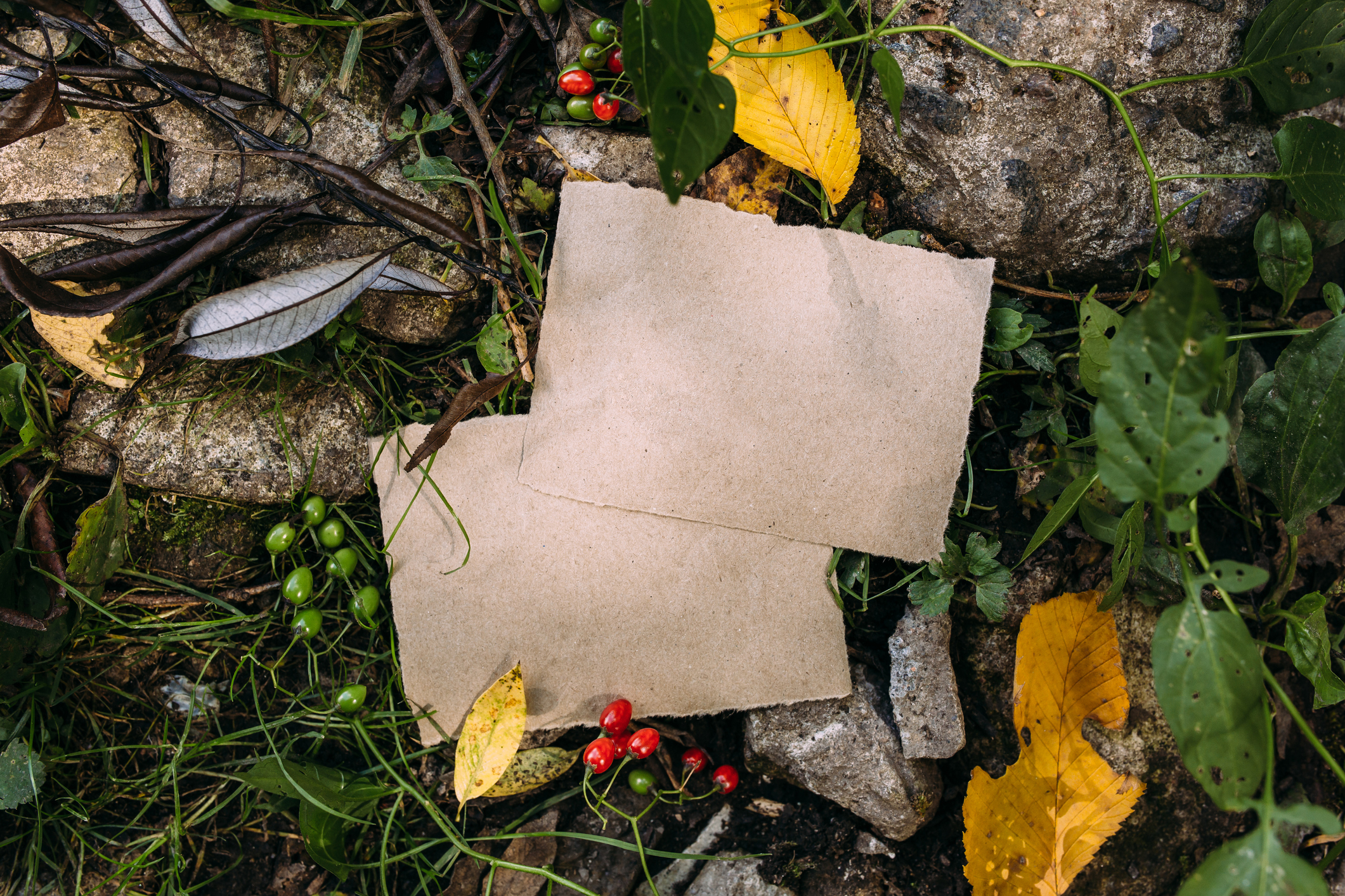 Craft paper mockup template for inscriptions or images on the background of forest autumn nature with magical mysterious mood.