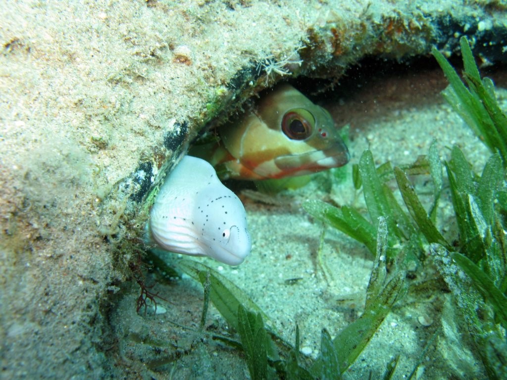 Two fish peak out from within a tyre on the sea bed