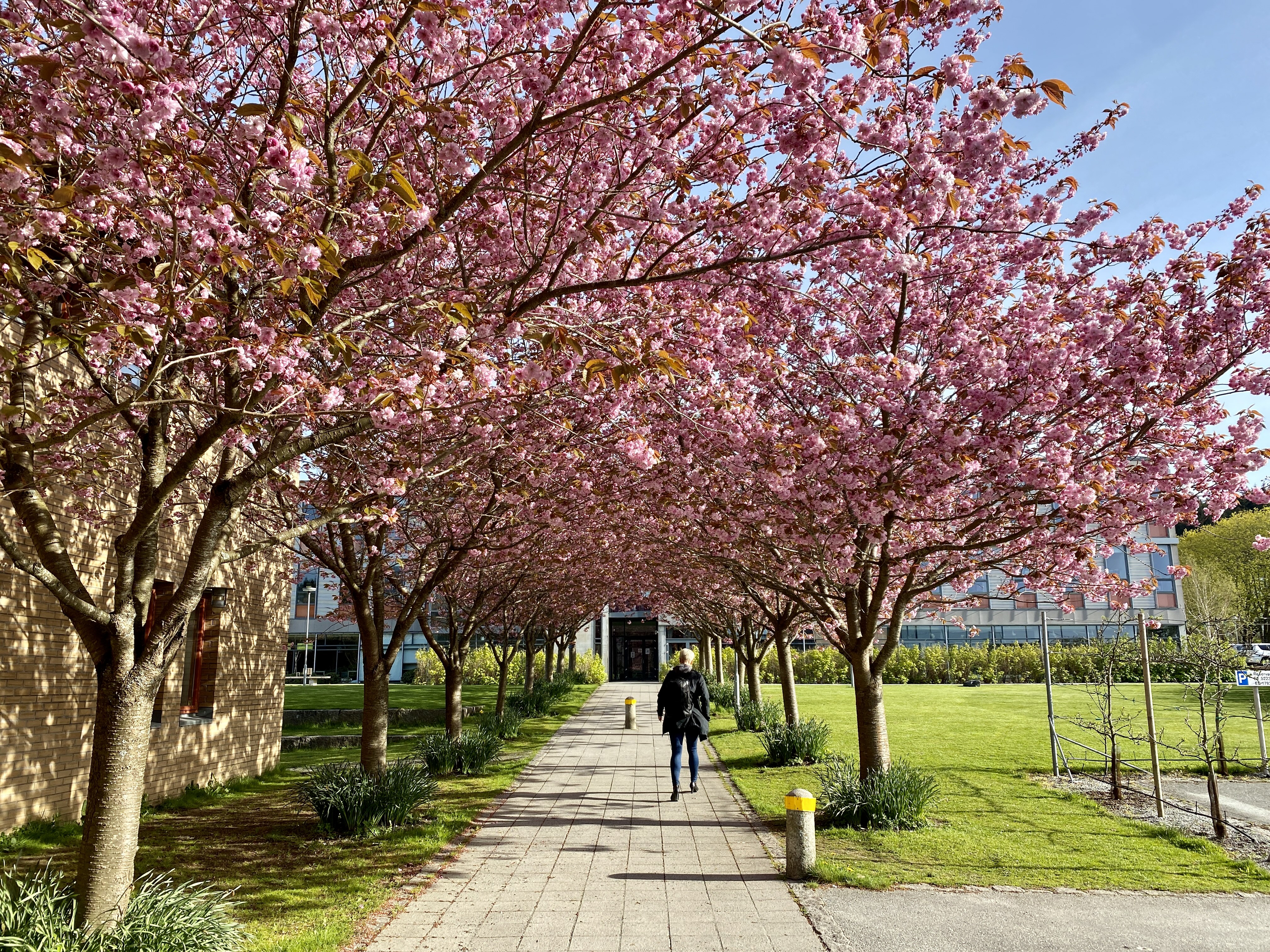 Kirsebærtre i blomst på campus.