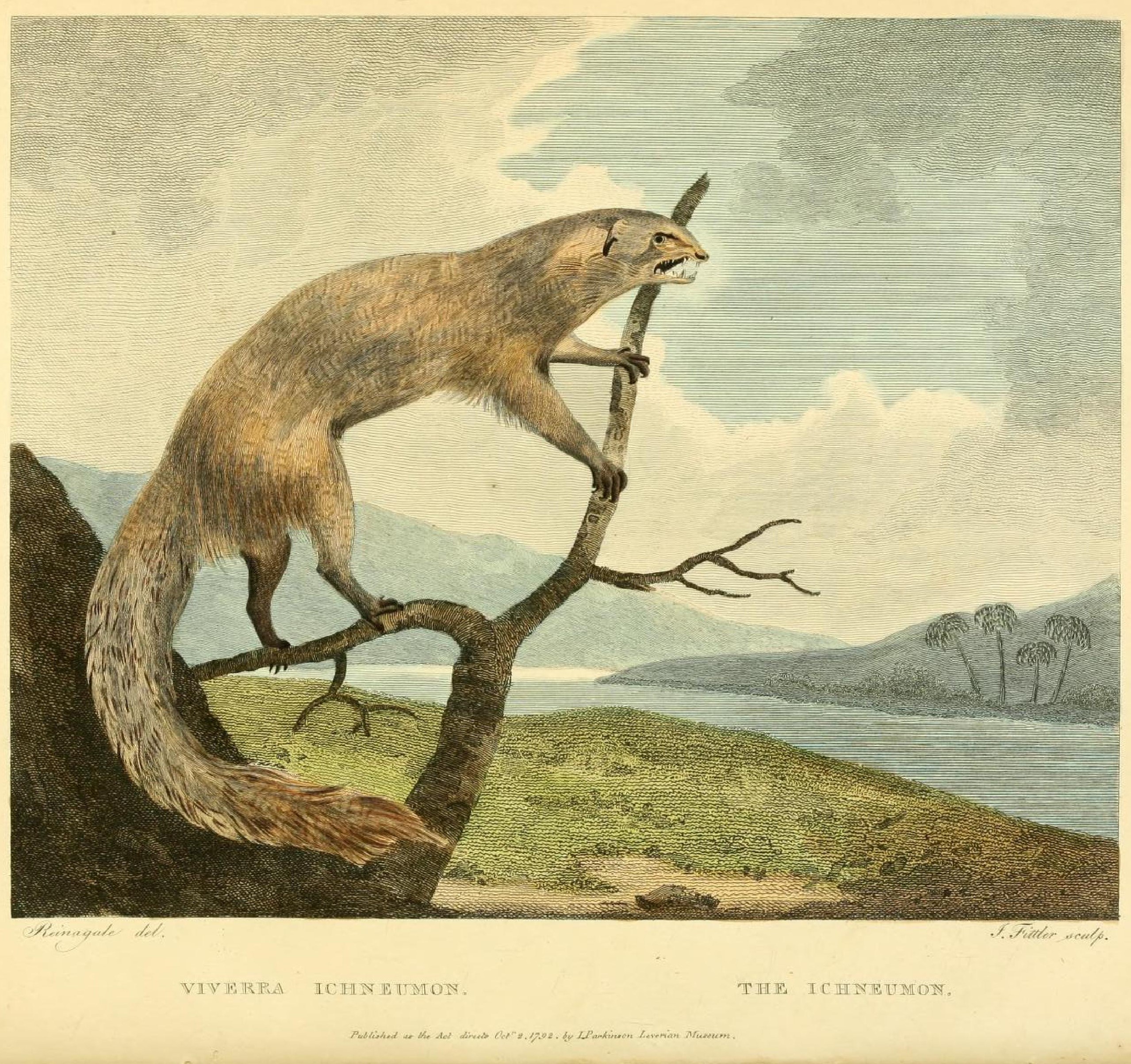 An Egyptian Mongoose (viverea ichneumon) in a tree