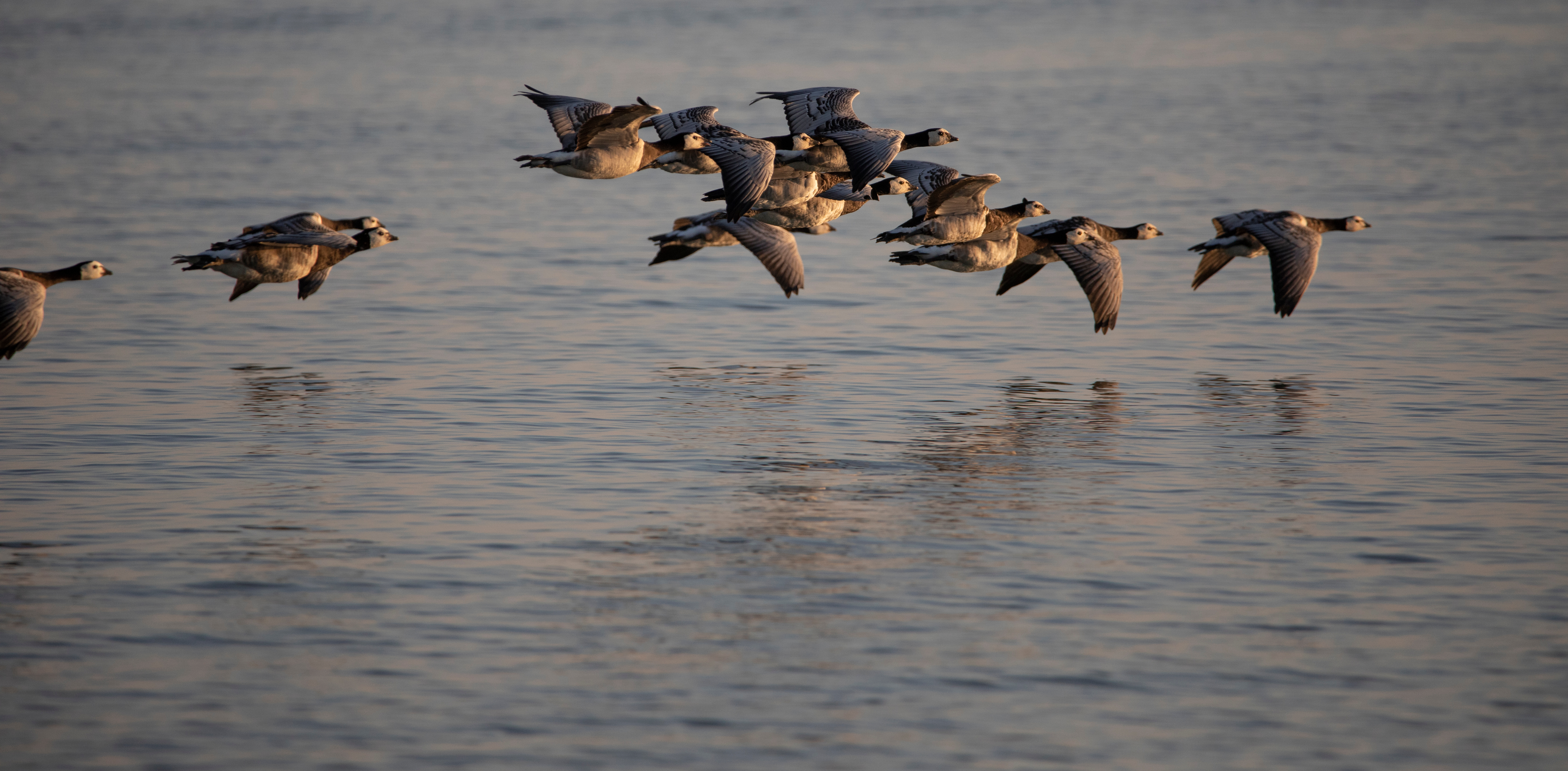 Geese in flight over water