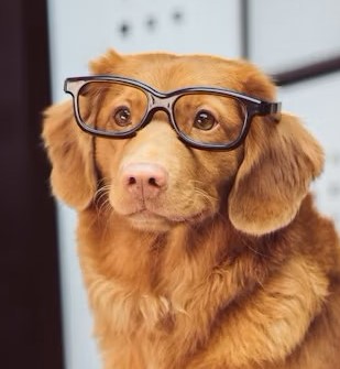Hund med briller og en bok