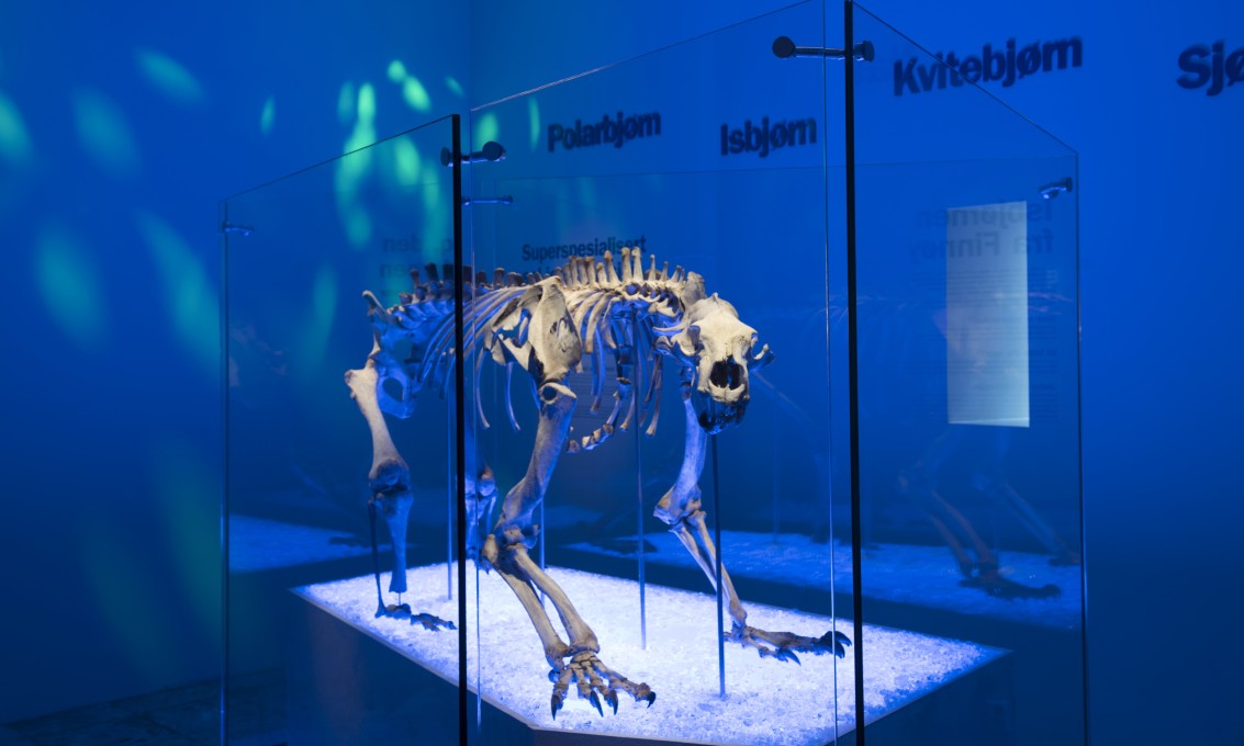 Bilde av isbjørnen utstilt på Arkeologisk museum