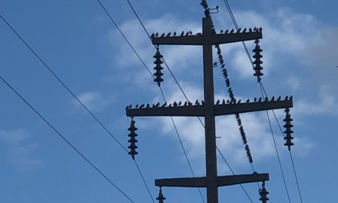 Electricity pylon silhouetted against a blue sky with birds on it