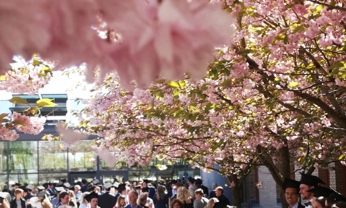 Bachelorseremoni, studenter feirer i kirsebærallen på campus