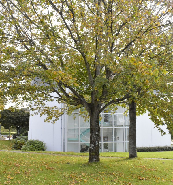 Et stort tre i høstlige farger på baksiden av Ellen og Axel Lunds hus.