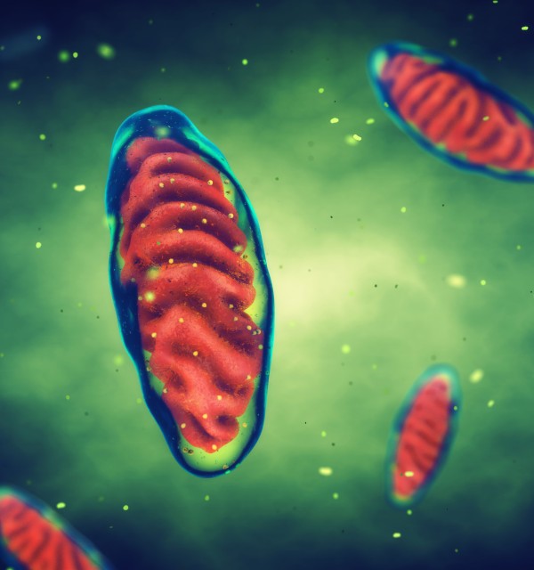 Cellular metabolism and circadian systems