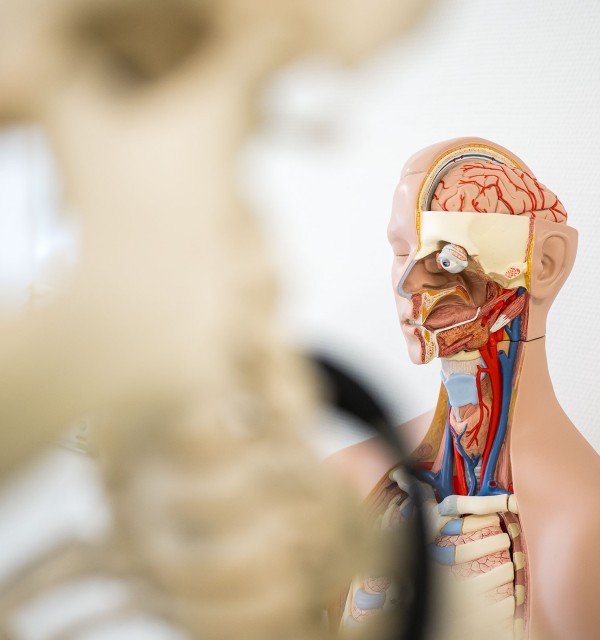 Øvingsdukke i anatomi med halve hodet og brystet eksponert slik at man kan se hjerne og indre organer.