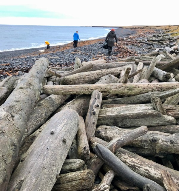 Driftwood is familiar to many along the coast of western and northern Norway, but perhaps less so to others. Here we see archaeologist Dawn Mooney as part of a team taking part in a beach clean at Selvíkur, on the Skagi peninsula in northern Iceland. Photograph: Ines Meier