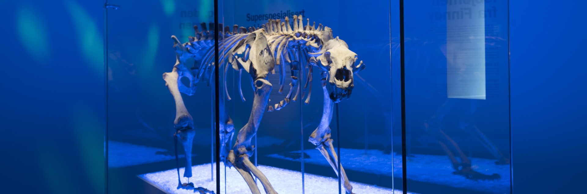 Bilde av isbjørnen utstilt på Arkeologisk museum