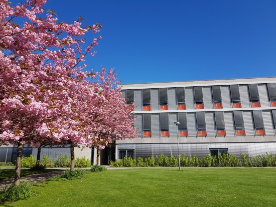 Bygning, blomstrende trær, plen og blå himmel