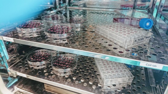 Dyrking av celler i cellelab ved UiS