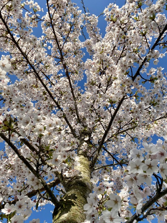 Tre med fargerike blomster