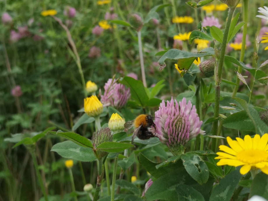 Humleenga på UiS campus_humler og blomster