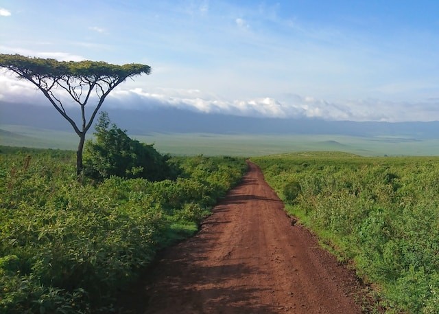 Landevei gjennom grønt landskap i Tanzania