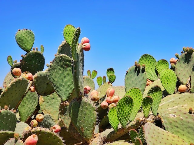 Kaktuser i ørken