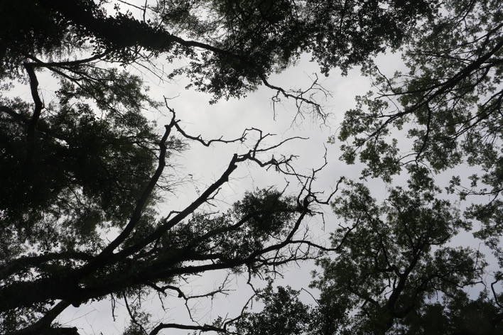 A view through the tree canopy to a grey sky