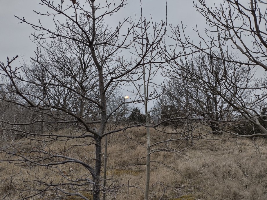 A view through trees to a gas flare in the distance, set against a grey sky