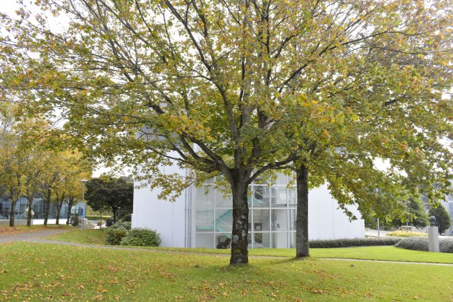 Et stort tre i høstlige farger på baksiden av Ellen og Axel Lunds hus.