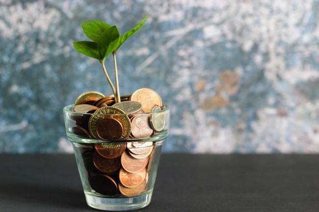 Money tree. Photo by Micheile Henderson