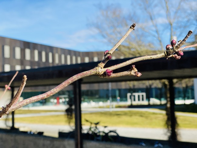 Vår ved Elise Ottesen Jensen hus