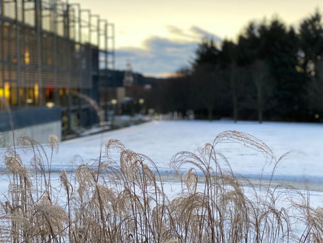 strå i forgrunn, snø og plenen bak arne rettedals hus i bakgrunnen