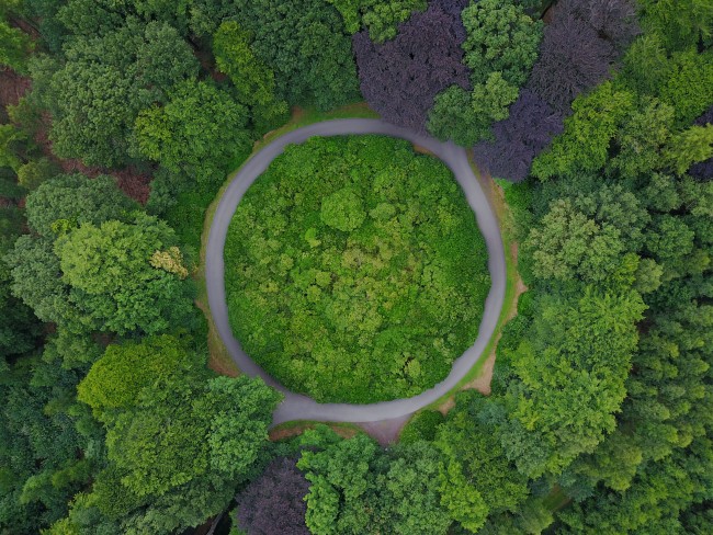 en sirkel i en skog. illustrasjon: shutterstock