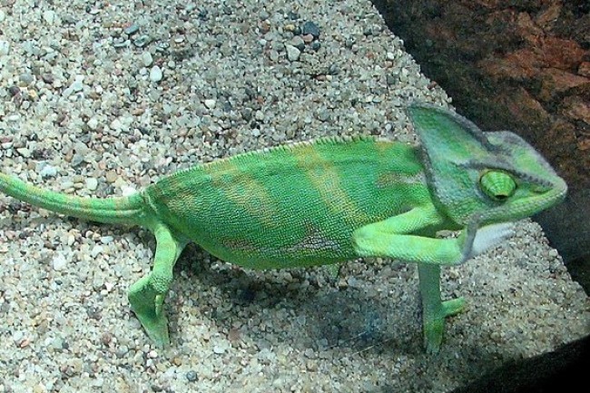 Grønn kameleon med berg bak 
