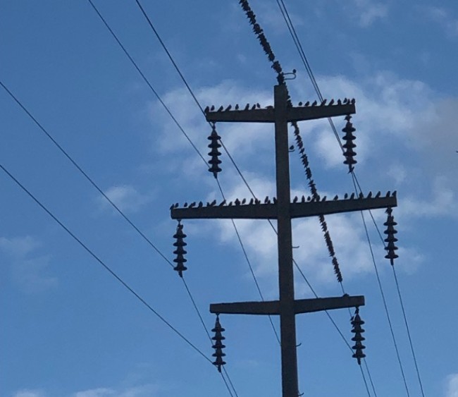 Electricity pylon silhouetted against a blue sky with birds on it