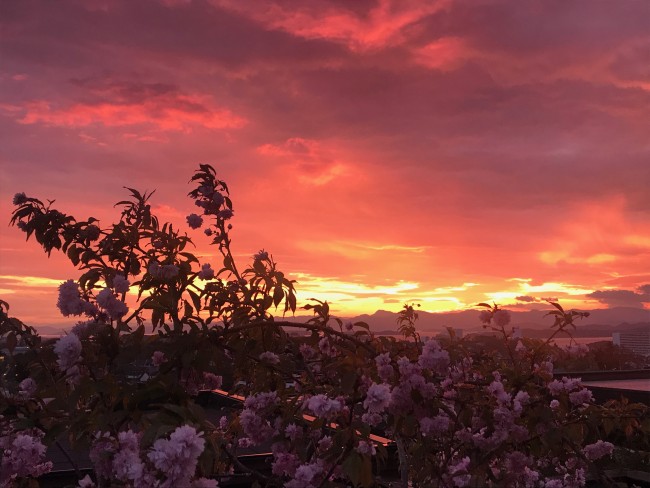 Solnedgang med rosa blomster i forgrunn