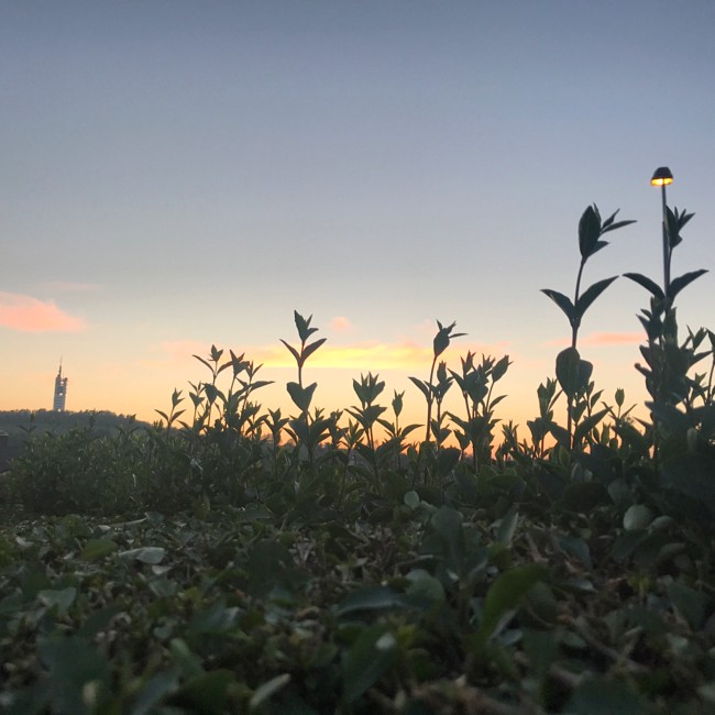 Åker med voksende planter og Ullandhaugtårnet i bakgrunn