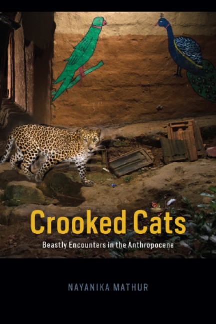 Bokomslag: Crooked Cats av Nayanika Mathur