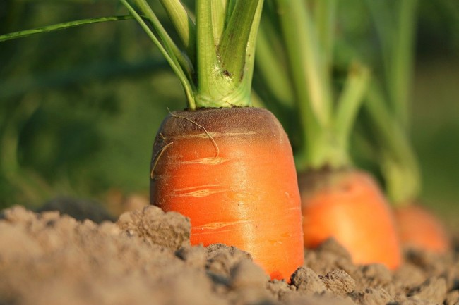 Nærbilde gulrøtter i en gulrotåker