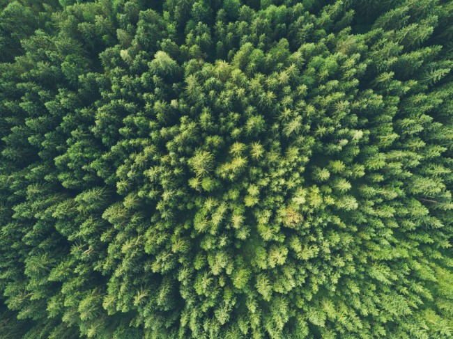 Foto ovenfra av en skog fullt av grønne trær.