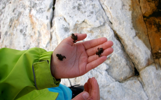 Barn utforsker frosker i hånda, eller frosker utforsker en barns hånd