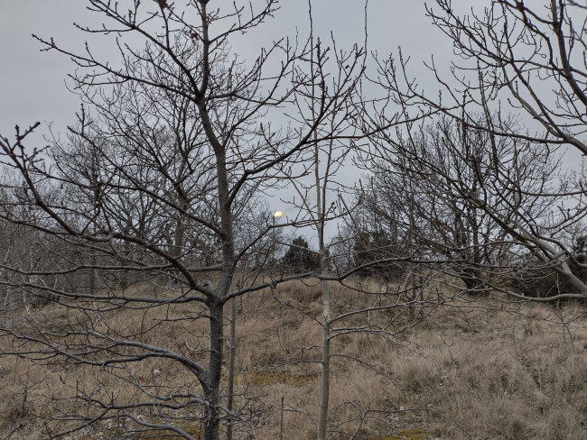 A view through trees to a gas flare in the distance, set against a grey sky