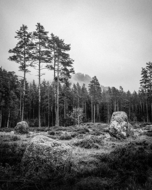 Skog